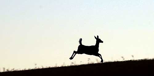 a deer leaping into the fields